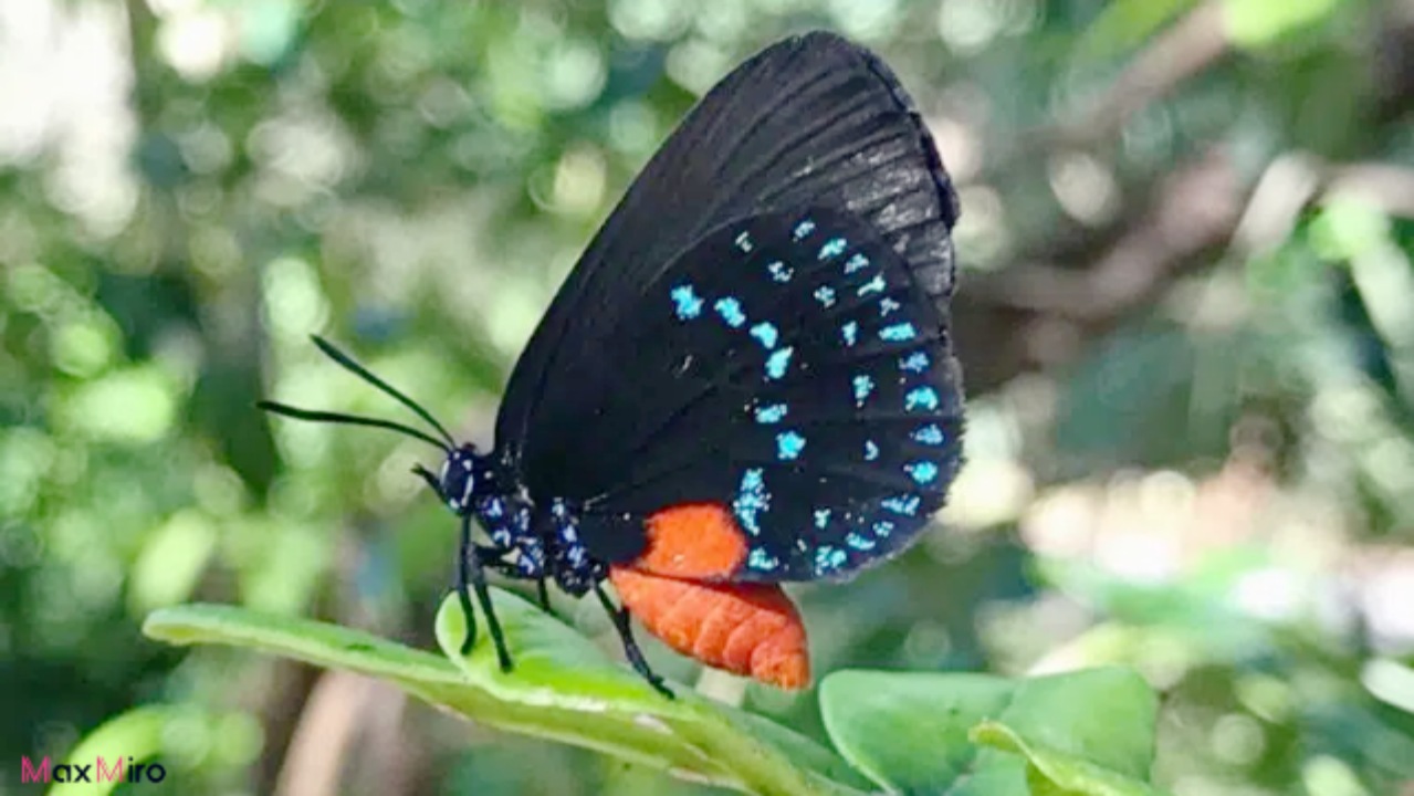 Atala Butterfly Spiritual Meaning